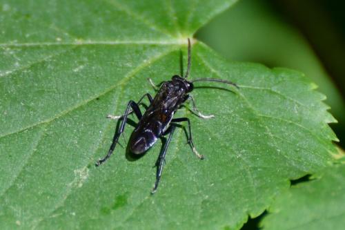 Réf. 257 543 : Macrophya blanda